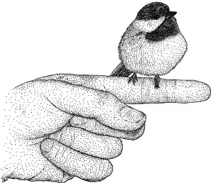 Hand Prints: Black-capped Chickadee