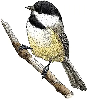 Perching Prints: Black Capped Chickadee