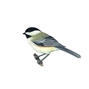 Songbird Prints: Black-capped Chickadee