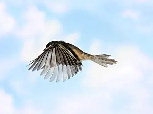Flying Prints: Black-Capped Chickadee in Flight