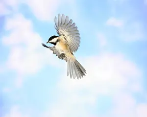 Flying Prints: Black-Capped Chickadee in Flight
