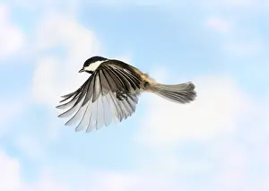 Flying Prints: Black-Capped Chickadee in Flight