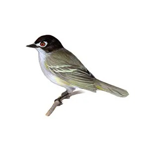 Birds Prints: Black-capped Vireo