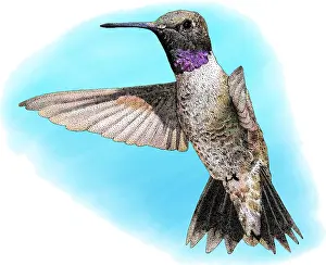 Birds Prints: Black-chinned Hummingbird, Illustration