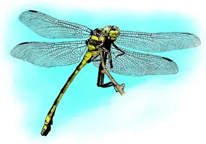 Dragonfly Prints: Black Clubtail Dragonfly