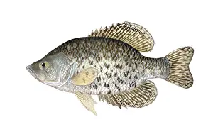 Freshwater Prints: Black Crappie