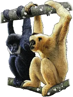 Apes Prints: Black Crested Gibbons