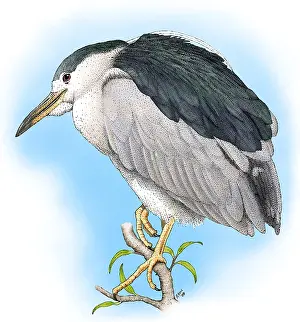 Night Prints: Black-crowned Night Heron