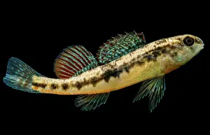 Darter Prints: Black Darter (Etheostoma duryi)