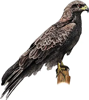 Hawk Prints: Black falcon