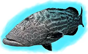 Marbled Prints: Black grouper