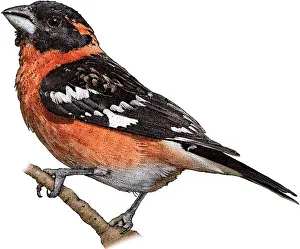 Headed Prints: Black-headed Grosbeak, Illustration