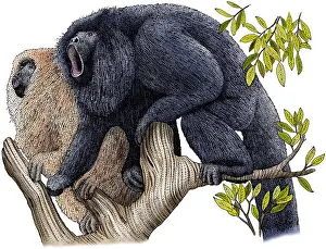 March Prints: Black Howler Monkeys