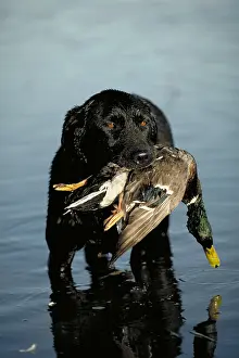 Waters Prints: Black Labrador Retriever Holding a Mallard Duck in its Mouth, Hunting Dog