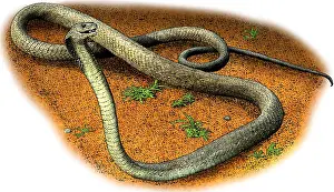 Images Dated 11th August 2015: Black Mamba
