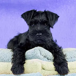Studio Prints: Black Miniature Schnauzer puppy on a pile of towels