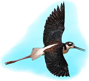 Birds Prints: Black-necked Stilt, Illustration