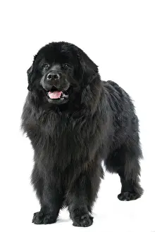 Black Prints: Black Newfoundland or Newfie Dog Standing