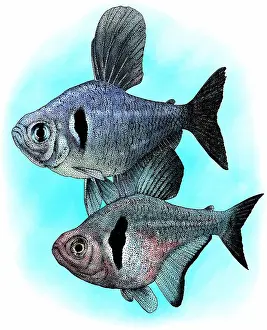 Freshwater Prints: Black phantom tetras