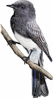 Songbird Prints: Black phoebe