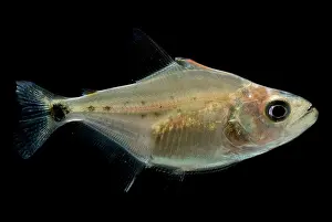 Black Piranha