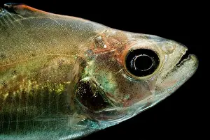 Spotted Prints: Black Piranha