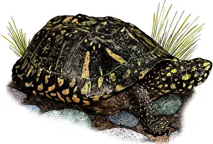 Ponds Prints: Black Pond Turtle