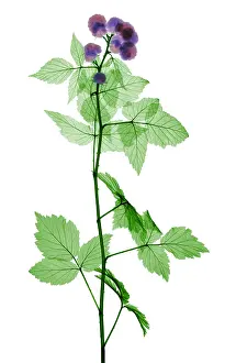 Mixed Science Images Prints: Black Raspberries, X-ray