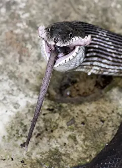 Rats Prints: Black Rat Snake feeding