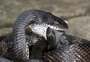 Rats Prints: Black Rat Snake feeding