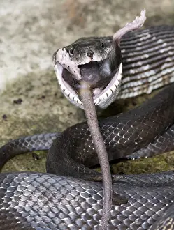Rats Prints: Black Rat Snake feeding