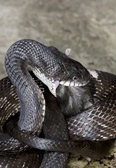 Rats Prints: Black Rat Snake feeding