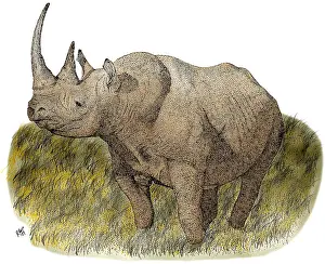 Rhino Prints: Black Rhineceros