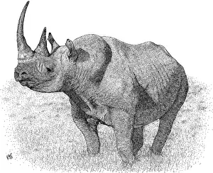 Rhino Prints: Black Rhinoceros