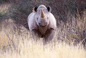 Misc 2 Prints: Black Rhinoceros