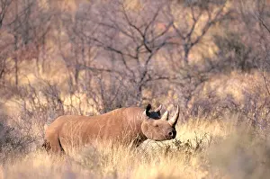 Black Prints: Black Rhinoceros (Diceros bicornis)