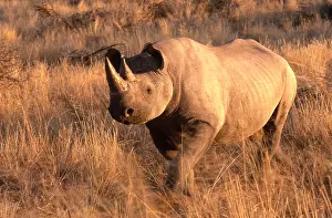 Black Prints: Black Rhinoceros (Diceros bicornis)