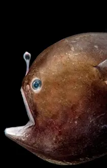 Devil Prints: Black Seadevil (Melanocetus sp.)