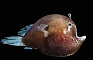 Devil Prints: Black Seadevil (Melanocetus sp.)