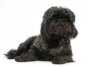 Black Prints: Black Shih-tzu