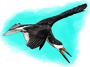 Seabird Prints: Black skimmer