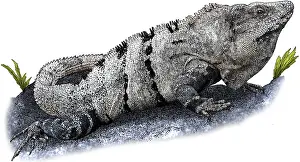Tailed Prints: Black spiny tailed iguana