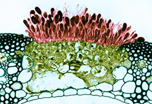 Agricultural Prints: Black Stem Rust (Puccinia graminis), Fungi, light micrograph