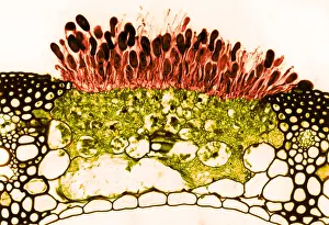 Agricultural Prints: Black Stem Rust (Puccinia graminis), Fungi, light micrograph