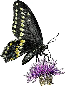 State Prints: Black Swallowtail Butterfly