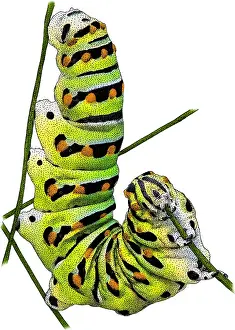 Black Swallowtail Caterpillar, Illustration