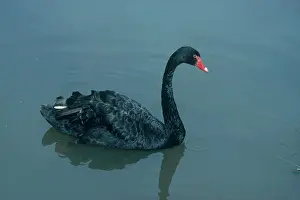 Avian Prints: Black Swan