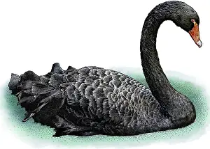 Swim Prints: Black Swan
