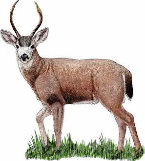Black Tailed Prints: Black-tailed Deer