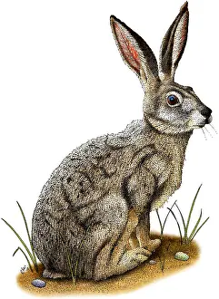 Hare Prints: Black-Tailed Jackrabbit